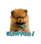 ぽん太くんといなりちゃん.（個別スタンプ：34）