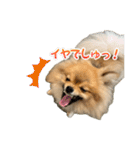 ぽん太くんといなりちゃん.（個別スタンプ：37）