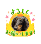 まろ犬モカ 毎日のStamp❣️（個別スタンプ：4）