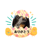 まろ犬モカ 毎日のStamp❣️（個別スタンプ：5）