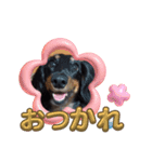 まろ犬モカ 毎日のStamp❣️（個別スタンプ：7）