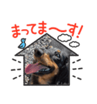 まろ犬モカ 毎日のStamp❣️（個別スタンプ：8）