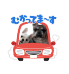 我が家のフレブルたち（個別スタンプ：36）