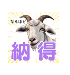 動物二字熟語（個別スタンプ：8）