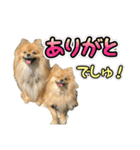 ぽん太くんといなりちゃん2（個別スタンプ：1）