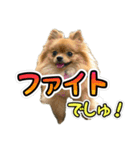 ぽん太くんといなりちゃん2（個別スタンプ：4）