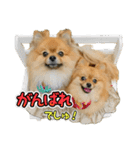 ぽん太くんといなりちゃん2（個別スタンプ：5）