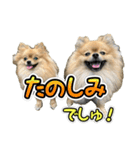 ぽん太くんといなりちゃん2（個別スタンプ：7）