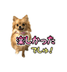 ぽん太くんといなりちゃん2（個別スタンプ：11）