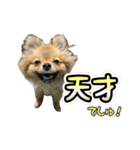 ぽん太くんといなりちゃん2（個別スタンプ：12）