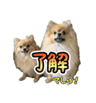ぽん太くんといなりちゃん2（個別スタンプ：13）