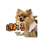ぽん太くんといなりちゃん2（個別スタンプ：15）