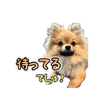 ぽん太くんといなりちゃん2（個別スタンプ：16）