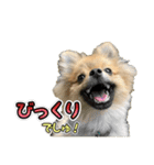 ぽん太くんといなりちゃん2（個別スタンプ：17）