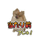 ぽん太くんといなりちゃん2（個別スタンプ：19）