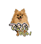 ぽん太くんといなりちゃん2（個別スタンプ：20）