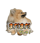 ぽん太くんといなりちゃん2（個別スタンプ：21）