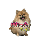 ぽん太くんといなりちゃん2（個別スタンプ：22）