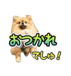 ぽん太くんといなりちゃん2（個別スタンプ：24）