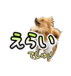 ぽん太くんといなりちゃん2（個別スタンプ：29）