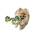 ぽん太くんといなりちゃん2（個別スタンプ：30）