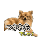 ぽん太くんといなりちゃん2（個別スタンプ：31）