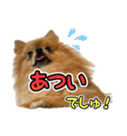 ぽん太くんといなりちゃん2（個別スタンプ：33）
