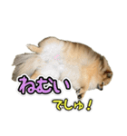 ぽん太くんといなりちゃん2（個別スタンプ：36）