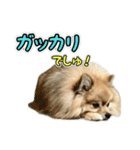 ぽん太くんといなりちゃん2（個別スタンプ：37）