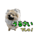 ぽん太くんといなりちゃん2（個別スタンプ：38）