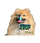 ぽん太くんといなりちゃん2（個別スタンプ：40）