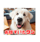 ワン語の犬さん（個別スタンプ：3）