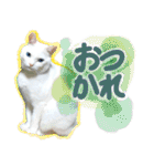 スタンプになったポルチェ（個別スタンプ：1）