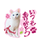スタンプになったポルチェ（個別スタンプ：5）