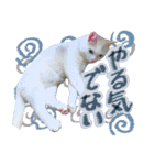 スタンプになったポルチェ（個別スタンプ：7）