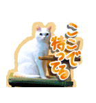 スタンプになったポルチェ（個別スタンプ：8）