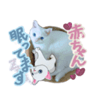 スタンプになったポルチェ（個別スタンプ：10）
