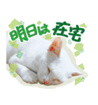 スタンプになったポルチェ（個別スタンプ：14）