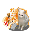 スタンプになったポルチェ（個別スタンプ：19）