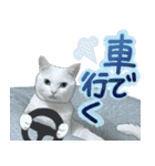 スタンプになったポルチェ（個別スタンプ：20）
