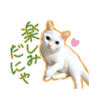 スタンプになったポルチェ（個別スタンプ：21）