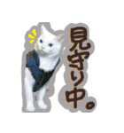 スタンプになったポルチェ（個別スタンプ：22）