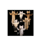 ⚫猫ミーム【動く】【おもろい】24匹セット（個別スタンプ：23）