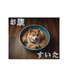 充実Doge（個別スタンプ：5）