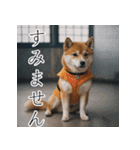 充実Doge（個別スタンプ：10）