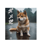 充実Doge（個別スタンプ：11）