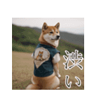 充実Doge（個別スタンプ：21）