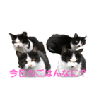 色んな猫ちゃんのスタンプ（個別スタンプ：1）