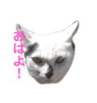 色んな猫ちゃんのスタンプ（個別スタンプ：2）