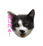 色んな猫ちゃんのスタンプ（個別スタンプ：3）
